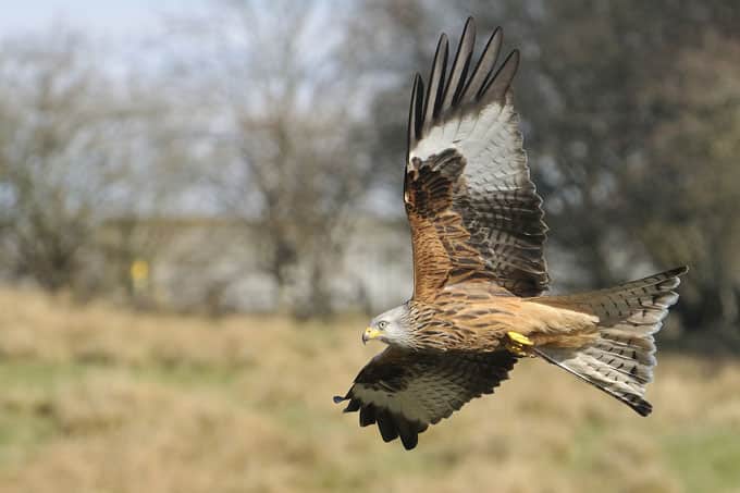 051214 nabu rotmilan im flug ueber feld shutterstock martin