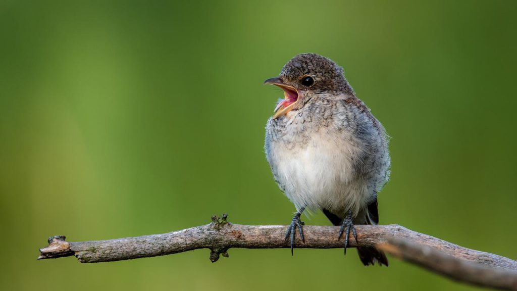 common shrike gae87e7da5 1280