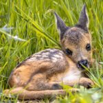 Tierschutz mit dem Multicopter